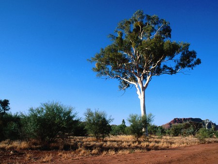 Ghost Gum Tree - ghost gum tree, central australia, desert, bushes