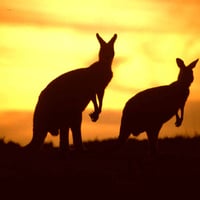 Kangaroos at sunset