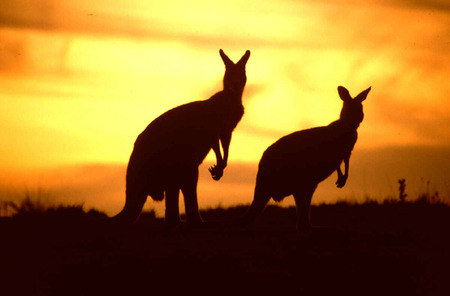 Kangaroos at sunset - australia, sunset, kangaroos