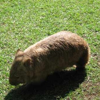 Stocky Wombat