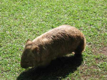 Stocky Wombat - australia, lawn, wombat