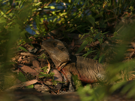 Through the bushes... - leaves, bushes, australia, iguana lizard