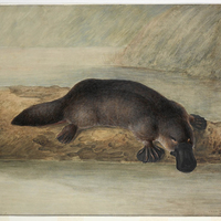 Platypus painting