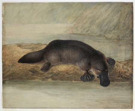 Platypus painting - art, platypus, australia