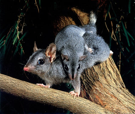 Possum family - possums, australian, tree