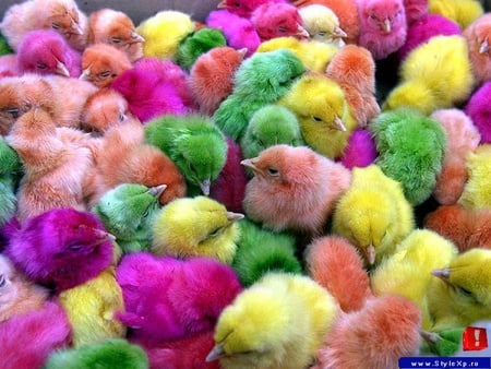 colourful chicks - yellow, colour, babies, chick, pink, other, chickens, abstract, cool, orange, variety, hens, fowl, nature, green, young, animals