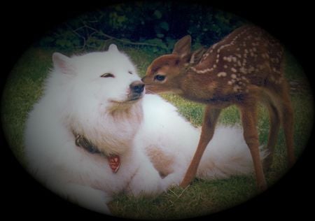 Penny and Buck - cute, buck the deer, art, penny the dog