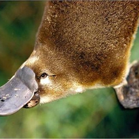 Australian Platypus