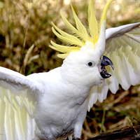 Cheeky Cockatoo