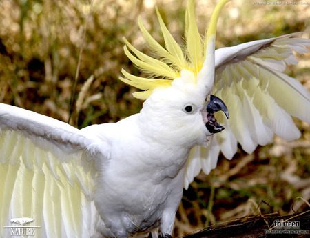 Cheeky Cockatoo - cockatoo, wings spread, parrot, australia