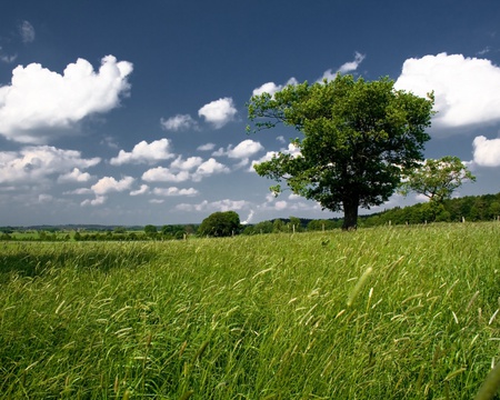 Landscape of Ireland - tree, puffy clouds, ireland, grassy field