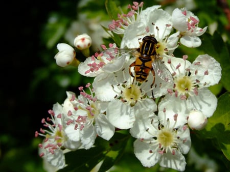 Wasp on Blossoms - wasp, blossoms, insect, flowers, garden