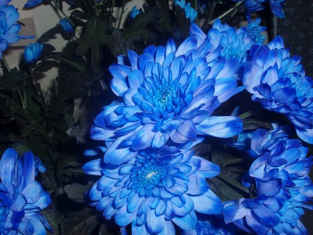 Blue flowers - flowers, blue