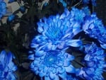 Blue flowers