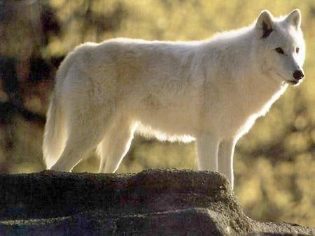 white wolf - dog wolf, white wolf