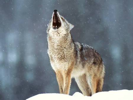 howling wolf - howling loudly, aldult timberwolf