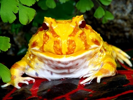 Frog - poison, yellow, frog, amphibian, toad, photograph