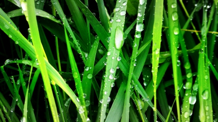 after rain - drops, grass, nature, green