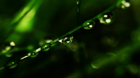 dew drops - nature, dew, grass, drops