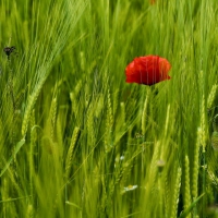 in the meadow