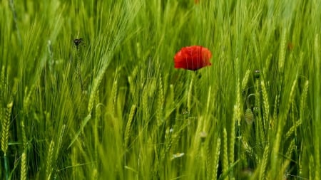 in the meadow - nature, field, meadow, poppy