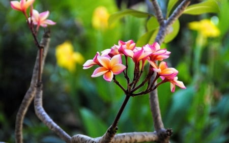 Plumeria Beauty - flowers, nature, splendor, pink, leaves