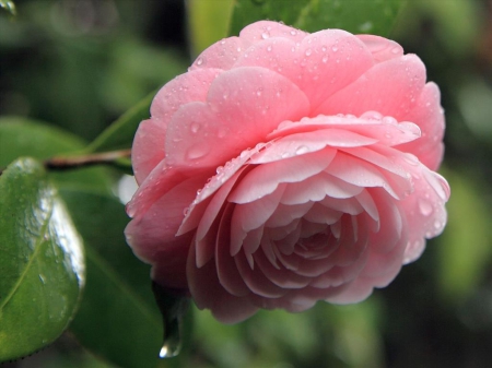 Camellia with raindrops - water, rain, drops, beauty, pink, camellia