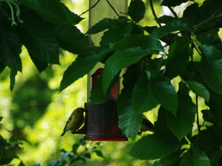 The Tiny Finch - leaves, seed, green, tree