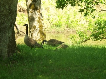 Taking a Stroll - trees, river, sun, green, grass