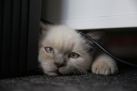 Cat - hat, pretty, cat face, beautiful, lovely, paws, cat, kitten, cute, cats, face, sleeping, animals, kitty