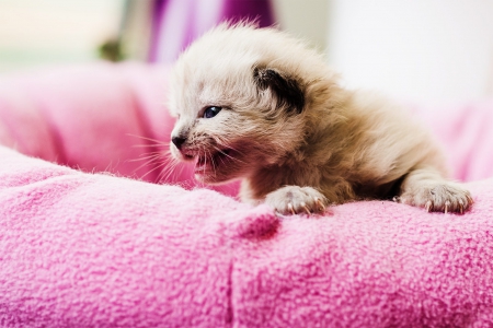 Cat - paws, face, pretty, cute, animals, beautiful, cat, sleeping, kitty, cats, kitten, hat, lovely, cat face