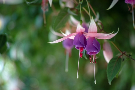 Purple - flowers, white, purple, amazing