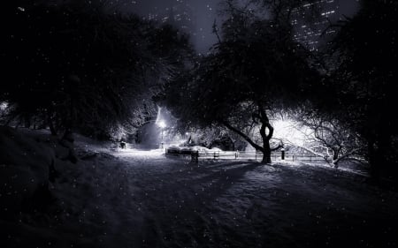 Snowy night - central park, manhattan, trees, ny, night, snow