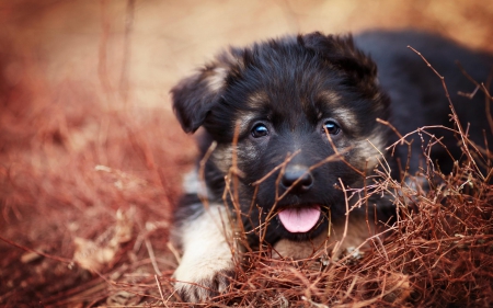 Dog - pretty, puppys, beautiful, dog, lovely, sweet, animal, dogs, cute, puppy, animals