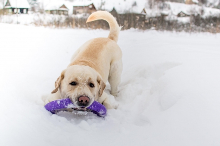 Dog - puppy, animals, lovely, pretty, puppys, beautiful, dog, animal, dogs, sweet, cute