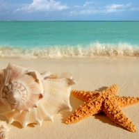 Shells and starfish