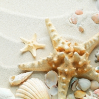 Shells and starfish