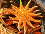 Starfish