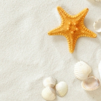 Shells and starfish