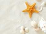 Shells and starfish