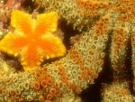 Starfish