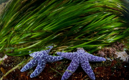 Starfish - plants, starfish, nature, purple