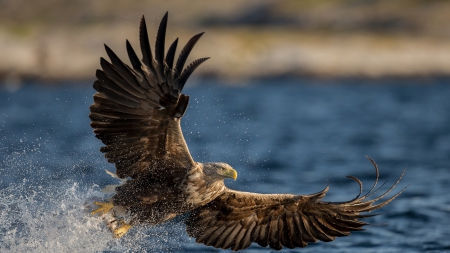 magnificent white tailed eagle taking flight - wings, eagle, water, splash, flight