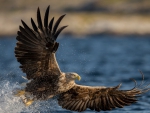 magnificent white tailed eagle taking flight