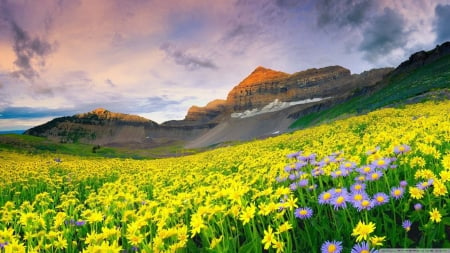 Valley flowers - mountains, wallpaper, landscape, valley, flowers, hd, sky, clouds, fields, scene, nature