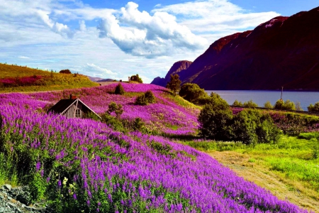 Norway scenery - cottage, sky, mountain, peaceful, countryside, shore, norway, river, scenery, flowers, cabin