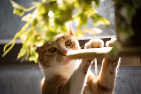 Cat - paws, face, pretty, cute, animals, beautiful, cat, sleeping, kitty, cats, kitten, hat, lovely, cat face