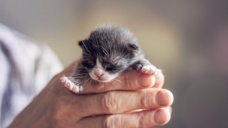 Cat - hat, pretty, cat face, beautiful, lovely, paws, cat, kitten, cute, cats, face, sleeping, animals, kitty