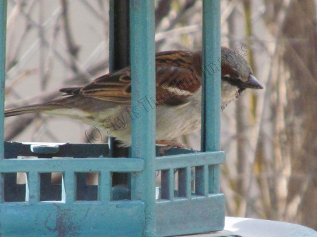 Bird - winter, bird, bird house, cold