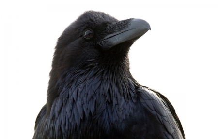 Raven - animal, black, raven, bird